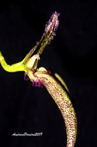 Bulbophyllum romyi