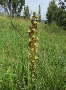 Orchis anthropophora