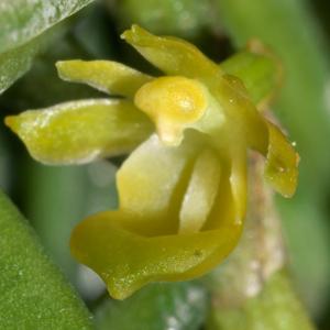 Adenoncos parviflora