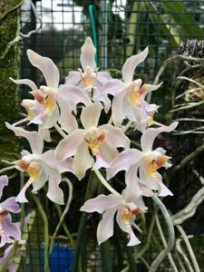 Paraphalaenopsis laycockii