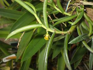 Adenoncos parviflora