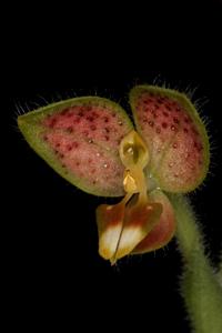 Ponthieva tunguraguae