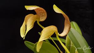 Bulbophyllum grandiflorum