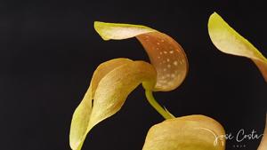 Bulbophyllum grandiflorum