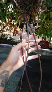 Paraphalaenopsis labukensis