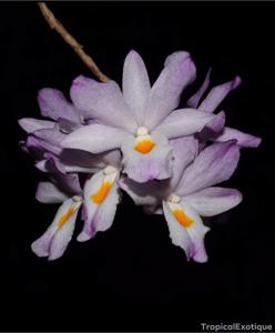 Dendrobium spathilingue