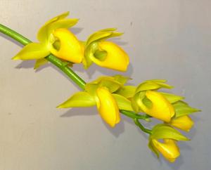 Mormodes warszewiczii