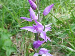 Cephalanthera rubra