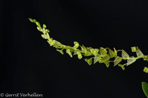 Stelis grandibracteata