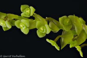 Stelis grandibracteata