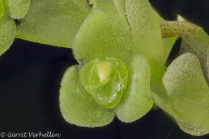 Stelis grandibracteata