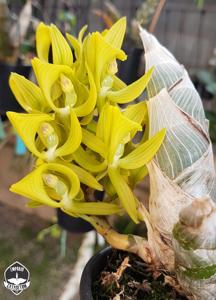 Mormodes tapoayensis