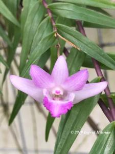Dendrobium lanceolatum