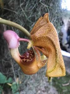 Coryanthes maculata