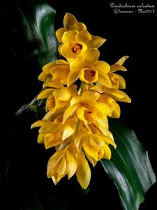Dendrobium sulcatum
