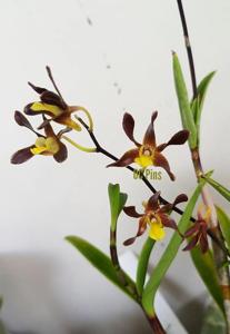 Dendrobium johannis