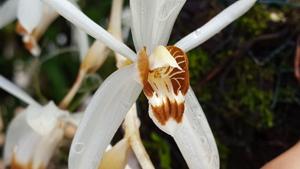 Coelogyne swaniana
