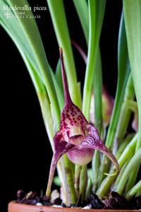 Masdevallia picea