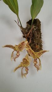 Stanhopea costaricensis