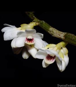 Dendrobium microglaphys