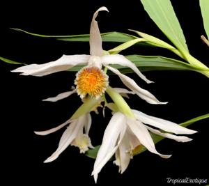 Thunia alba var. alba