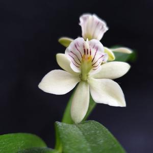 Prosthechea radiata