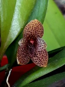 Restrepiella ovatipetala