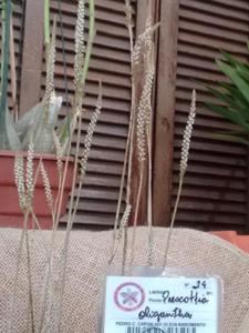 Prescottia oligantha