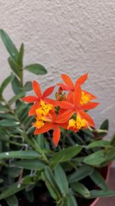 Epidendrum radicans