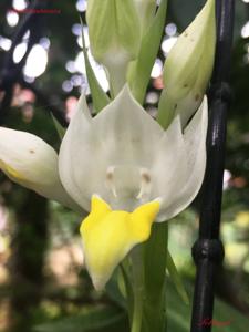 Pecteilis hawkesiana