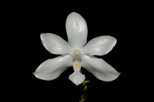 Phalaenopsis pulchra f. alba