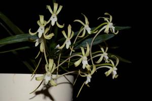 Vanda falcata