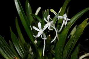 Vanda falcata