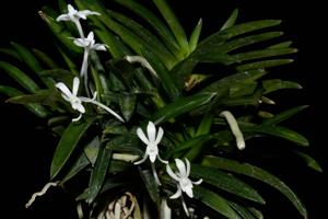 Vanda falcata