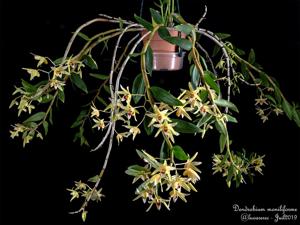 Dendrobium moniliforme