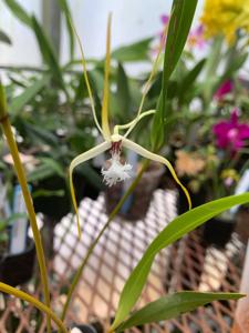 Dendrobium tipuliferum