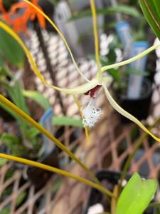 Dendrobium tipuliferum