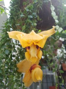 Stanhopea connata
