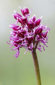 Orchis simia