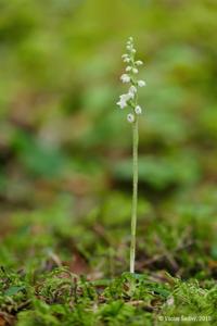 Goodyera repens