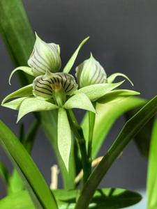 Prosthechea chacaoensis