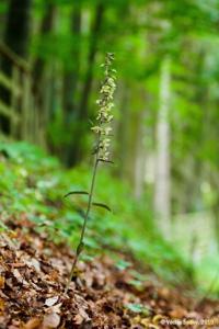 Epipactis purpurata