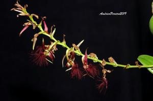 Bulbophyllum barbigerum