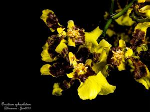 Oncidium sphacelatum