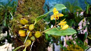 Bifrenaria vitellina