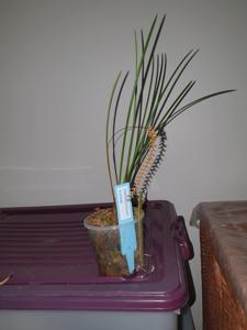 Coelogyne banksii