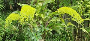 Grammatophyllum multiflorum f. citrinum