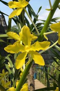 Grammatophyllum speciosum