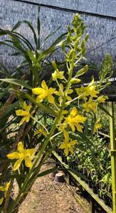 Grammatophyllum speciosum