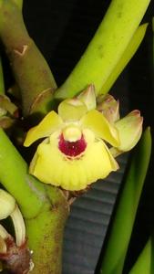 Luisia primulina